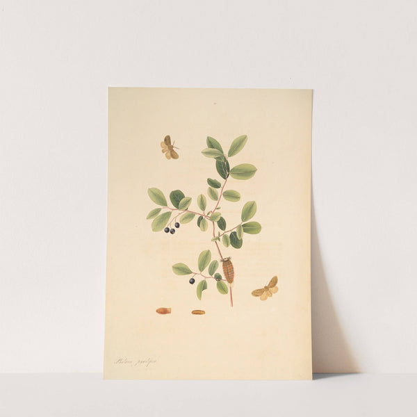 The natural history of the rarer lepidopterous insects of Georgia Pl.054 by James Edward Smith