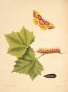 The natural history of the rarer lepidopterous insects of Georgia Pl.055