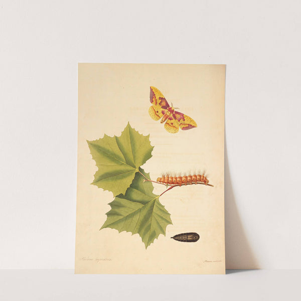 The natural history of the rarer lepidopterous insects of Georgia Pl.055 by James Edward Smith