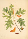 The natural history of the rarer lepidopterous insects of Georgia Pl.056