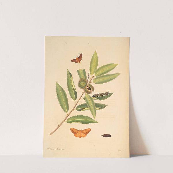 The natural history of the rarer lepidopterous insects of Georgia Pl.057 by James Edward Smith