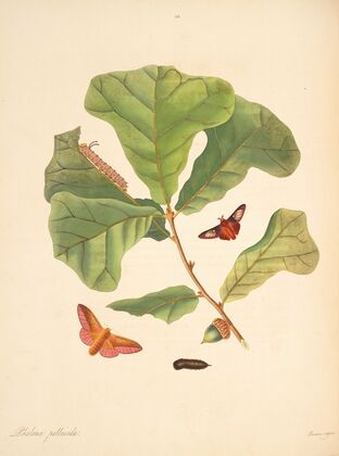 The natural history of the rarer lepidopterous insects of Georgia Pl.058