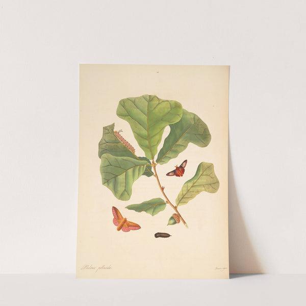 The natural history of the rarer lepidopterous insects of Georgia Pl.058 by James Edward Smith