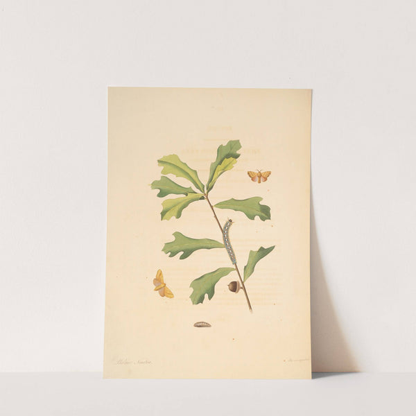 The natural history of the rarer lepidopterous insects of Georgia Pl.059 by James Edward Smith