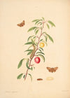 The natural history of the rarer lepidopterous insects of Georgia Pl.060