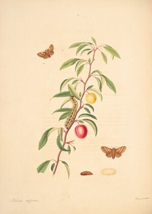 The natural history of the rarer lepidopterous insects of Georgia Pl.060