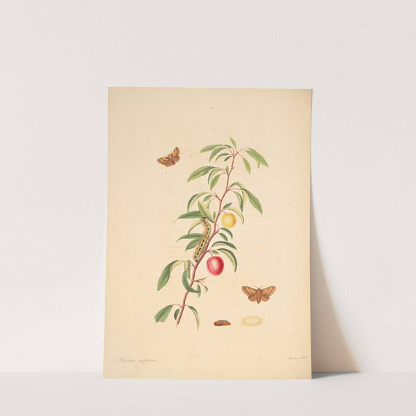 The natural history of the rarer lepidopterous insects of Georgia Pl.060 by James Edward Smith