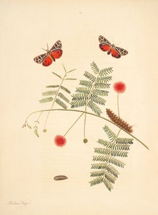 The natural history of the rarer lepidopterous insects of Georgia Pl.062