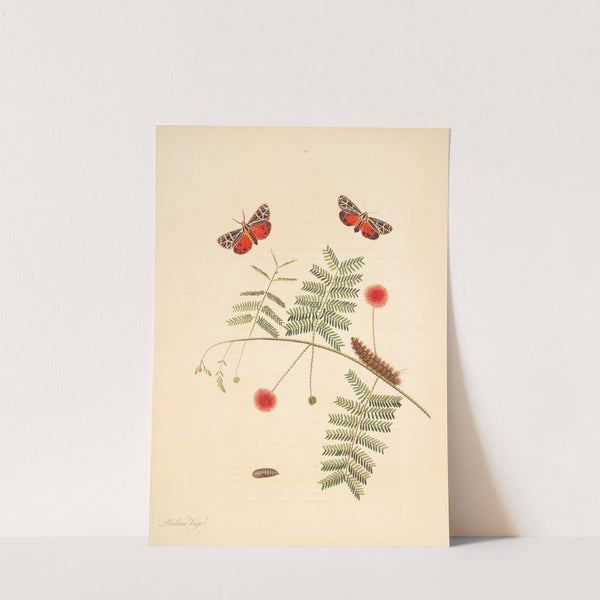 The natural history of the rarer lepidopterous insects of Georgia Pl.062 by James Edward Smith