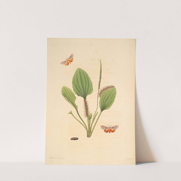 The natural history of the rarer lepidopterous insects of Georgia Pl.063 by James Edward Smith