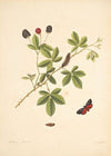 The natural history of the rarer lepidopterous insects of Georgia Pl.065