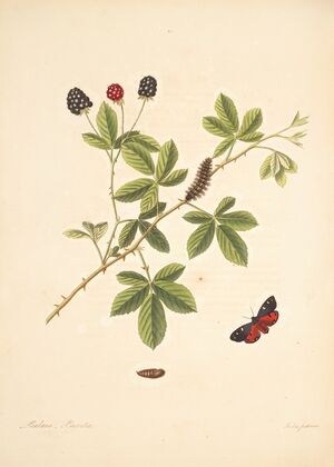 The natural history of the rarer lepidopterous insects of Georgia Pl.065