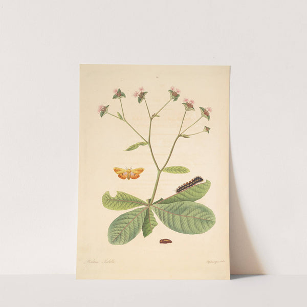 The natural history of the rarer lepidopterous insects of Georgia Pl.066 by James Edward Smith