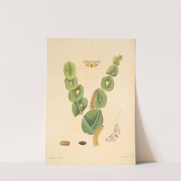 The natural history of the rarer lepidopterous insects of Georgia Pl.067 by James Edward Smith