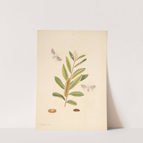 The natural history of the rarer lepidopterous insects of Georgia Pl.068 (1797) by James Edward Smith