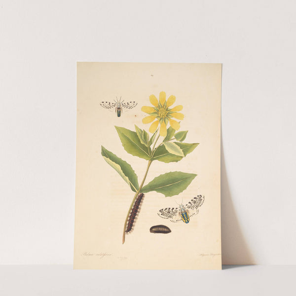 The natural history of the rarer lepidopterous insects of Georgia Pl.069 by James Edward Smith