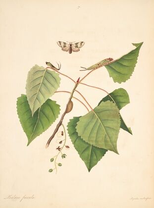 The natural history of the rarer lepidopterous insects of Georgia Pl.071