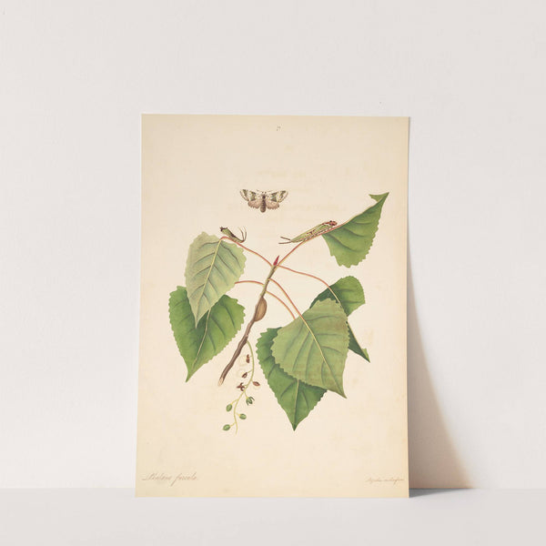 The natural history of the rarer lepidopterous insects of Georgia Pl.071 by James Edward Smith