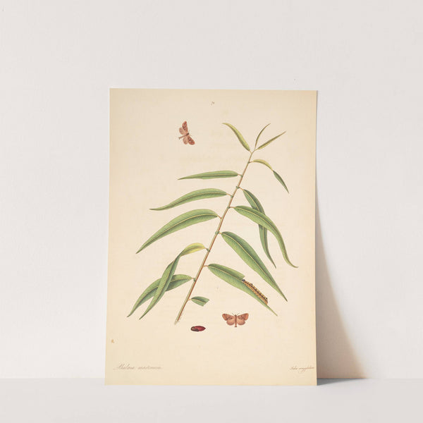 The natural history of the rarer lepidopterous insects of Georgia Pl.072 by James Edward Smith