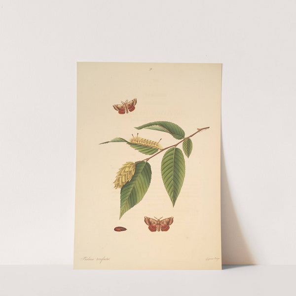 The natural history of the rarer lepidopterous insects of Georgia Pl.076 by James Edward Smith