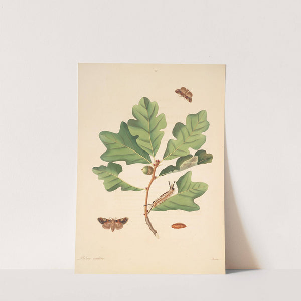 The natural history of the rarer lepidopterous insects of Georgia Pl.077 by James Edward Smith