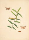 The natural history of the rarer lepidopterous insects of Georgia Pl.078