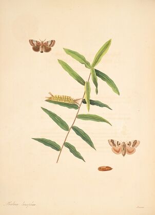 The natural history of the rarer lepidopterous insects of Georgia Pl.078