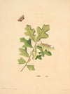 The natural history of the rarer lepidopterous insects of Georgia Pl.079