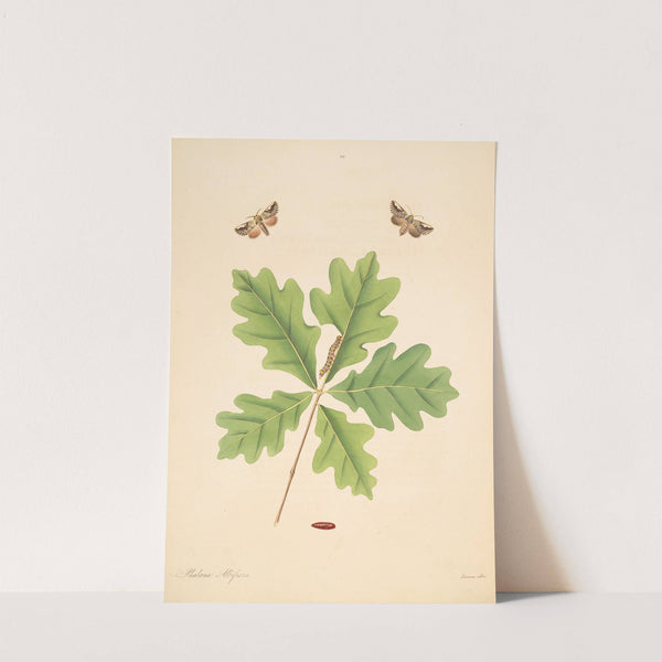 The natural history of the rarer lepidopterous insects of Georgia Pl.080 by James Edward Smith