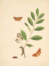 The natural history of the rarer lepidopterous insects of Georgia Pl.081