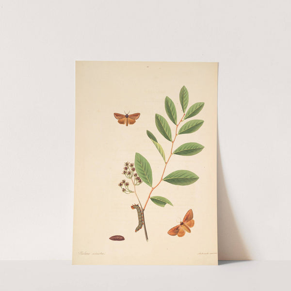 The natural history of the rarer lepidopterous insects of Georgia Pl.081 by James Edward Smith