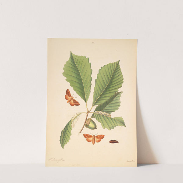 The natural history of the rarer lepidopterous insects of Georgia Pl.082 by James Edward Smith