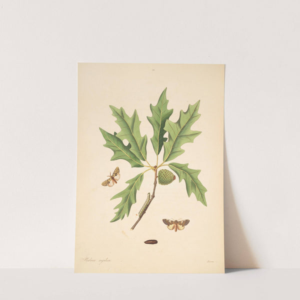 The natural history of the rarer lepidopterous insects of Georgia Pl.083 by James Edward Smith