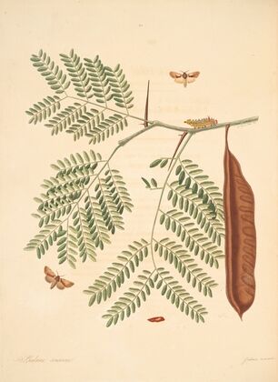 The natural history of the rarer lepidopterous insects of Georgia Pl.085