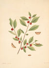 The natural history of the rarer lepidopterous insects of Georgia Pl.086