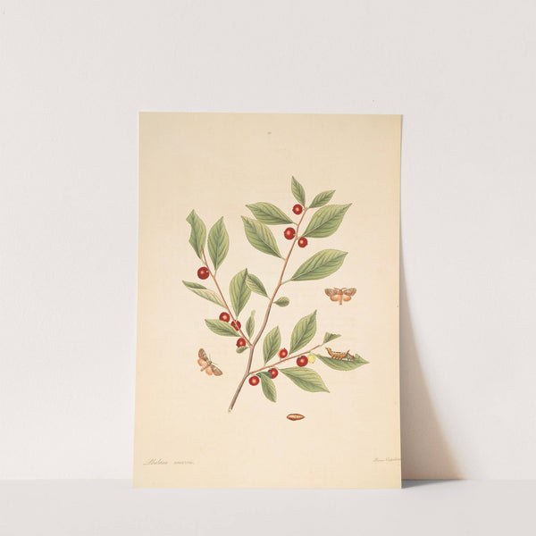 The natural history of the rarer lepidopterous insects of Georgia Pl.086 by James Edward Smith