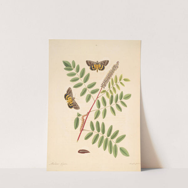 The natural history of the rarer lepidopterous insects of Georgia Pl.089 by James Edward Smith