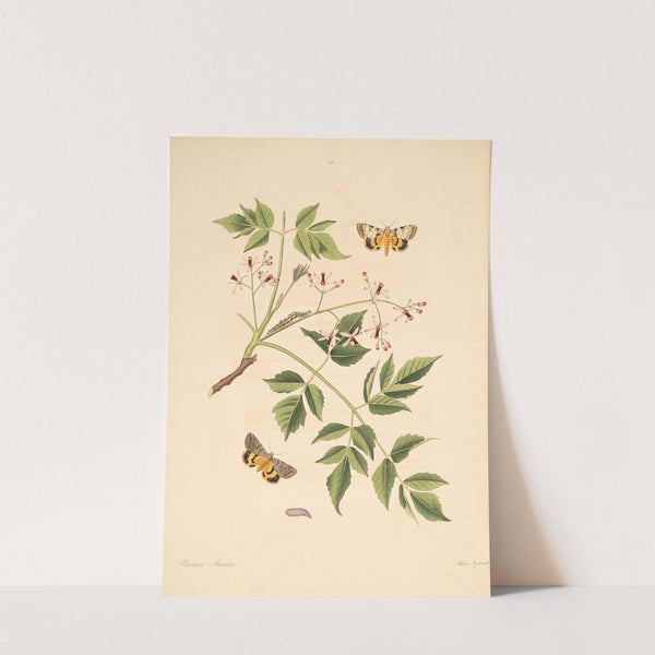 The natural history of the rarer lepidopterous insects of Georgia Pl.090 by James Edward Smith