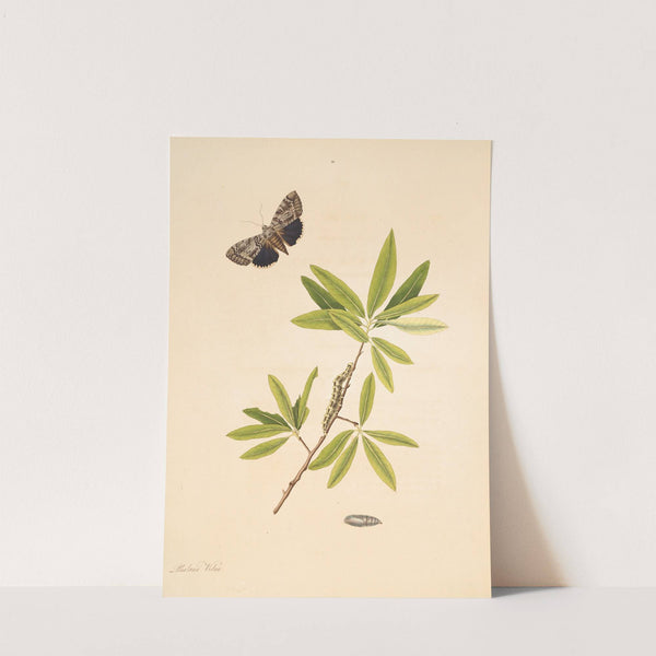 The natural history of the rarer lepidopterous insects of Georgia Pl.091 by James Edward Smith