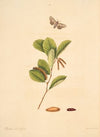 The natural history of the rarer lepidopterous insects of Georgia Pl.092
