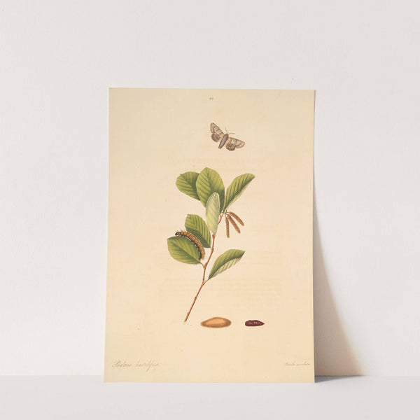 The natural history of the rarer lepidopterous insects of Georgia Pl.092 by James Edward Smith