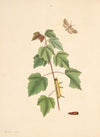 The natural history of the rarer lepidopterous insects of Georgia Pl.093