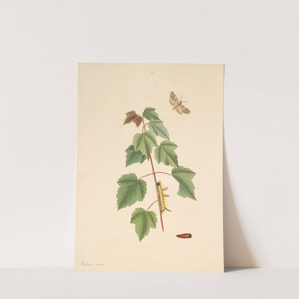 The natural history of the rarer lepidopterous insects of Georgia Pl.093 by James Edward Smith