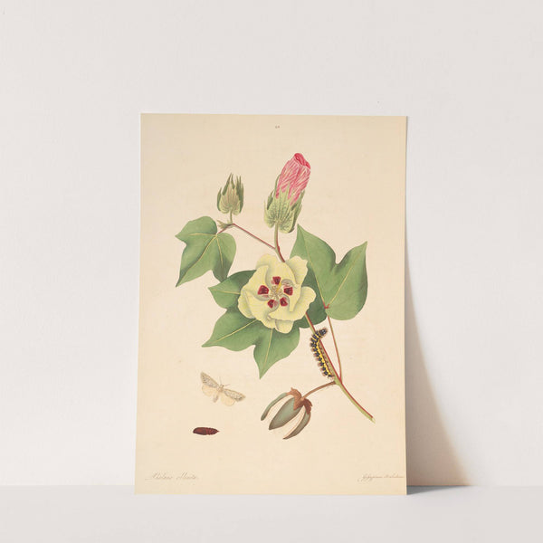 The natural history of the rarer lepidopterous insects of Georgia Pl.094 by James Edward Smith