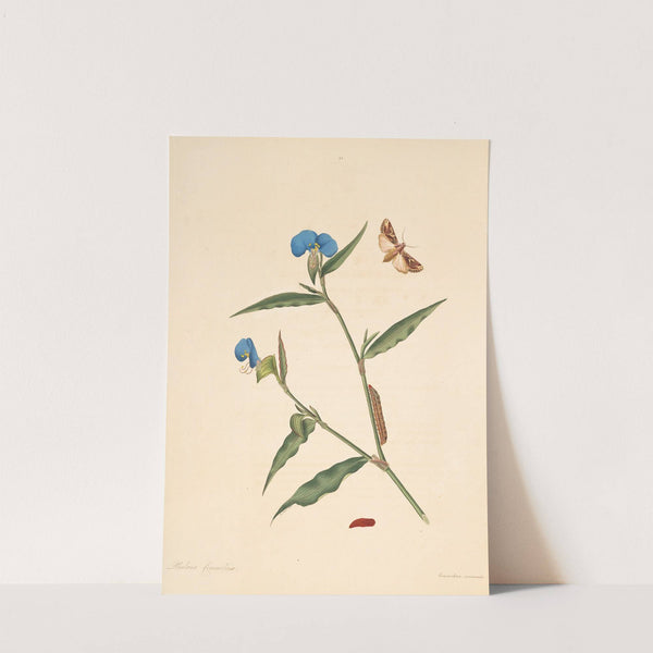 The natural history of the rarer lepidopterous insects of Georgia Pl.095 by James Edward Smith