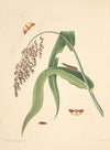 The natural history of the rarer lepidopterous insects of Georgia Pl.096