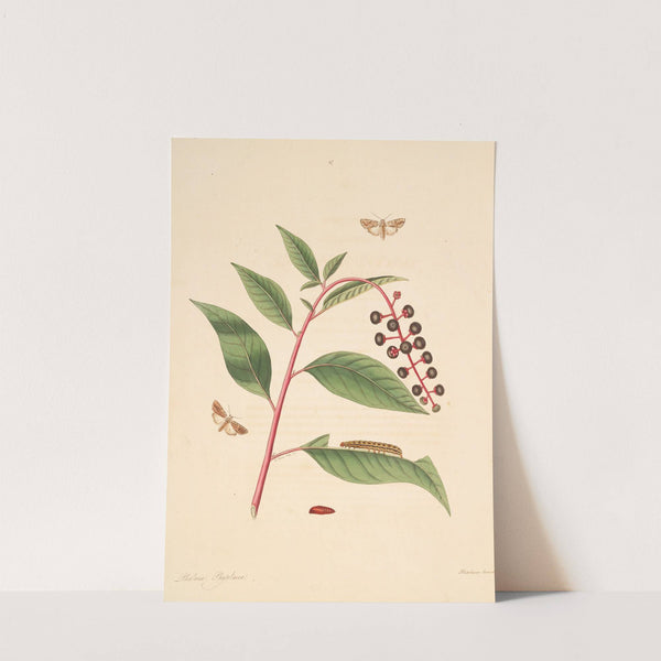 The natural history of the rarer lepidopterous insects of Georgia Pl.097 by James Edward Smith