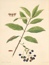 The natural history of the rarer lepidopterous insects of Georgia Pl.098