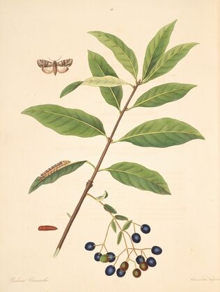 The natural history of the rarer lepidopterous insects of Georgia Pl.098