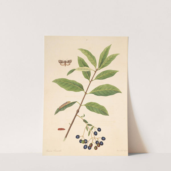 The natural history of the rarer lepidopterous insects of Georgia Pl.098 by James Edward Smith